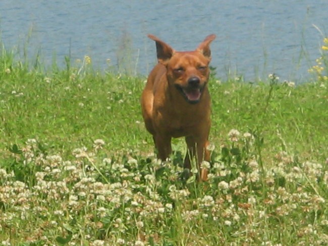 Maak - foto povečava