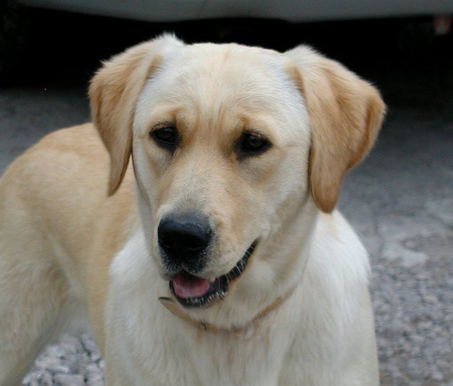 Lotika - foto povečava