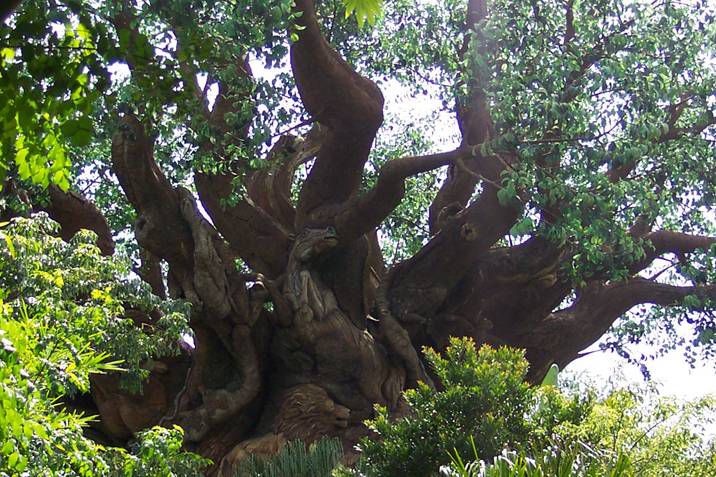 Drevo iz Južne Afrike - foto povečava
