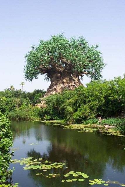 Drevo iz Južne Afrike - foto