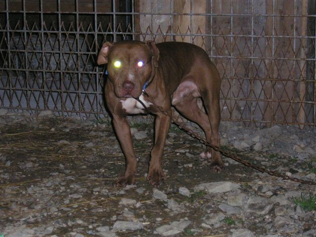 Herman - foto povečava