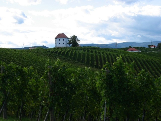 Vinorodna pokrajina...