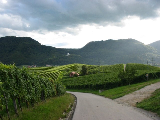 Cesta med vinogradi, na nebu pa se že pripravlja nevihta...