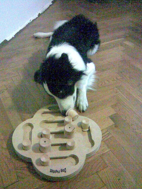 Dog Puzzle - foto