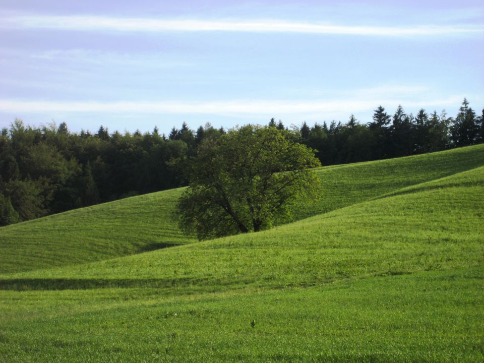 Narava - foto povečava