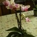 Moja najnovejša pridobitev orhideja Phalaenopsis.