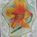 orange lilly - to fuschia