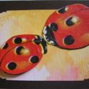 ladybirds 1