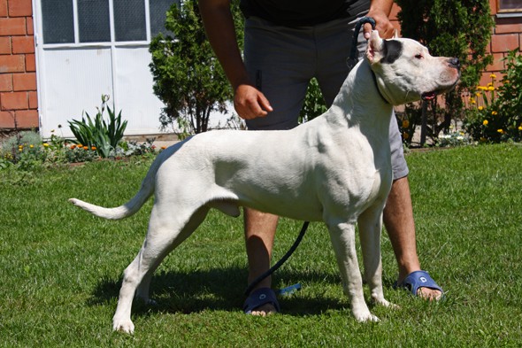 Dogo Argentino - foto