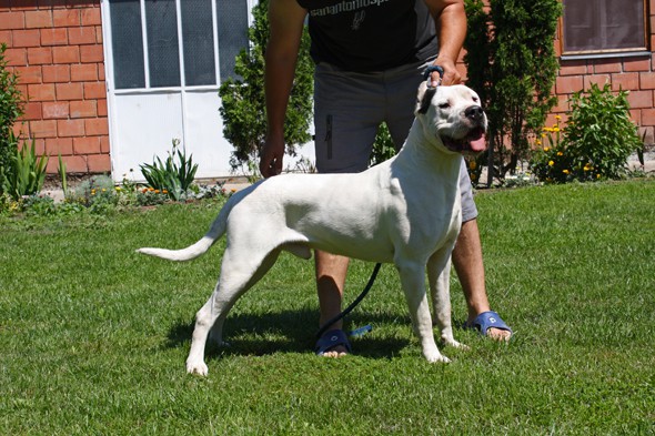 Dogo Argentino - foto povečava