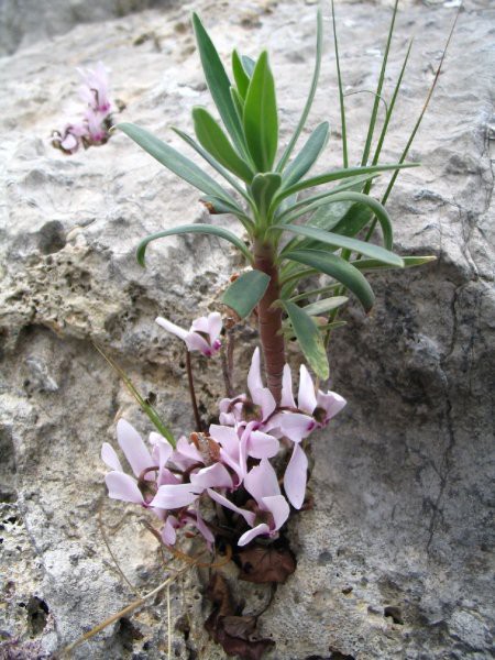 Turčija 2005 - foto povečava