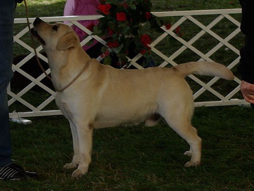 Hungarian Labrador Club Show 2008 - foto