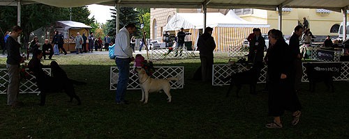 Hungarian Labrador Club Show 2008 - foto