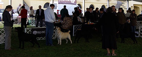 Hungarian Labrador Club Show 2008 - foto povečava