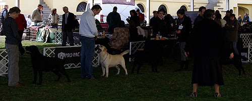 Hungarian Labrador Club Show 2008 - foto