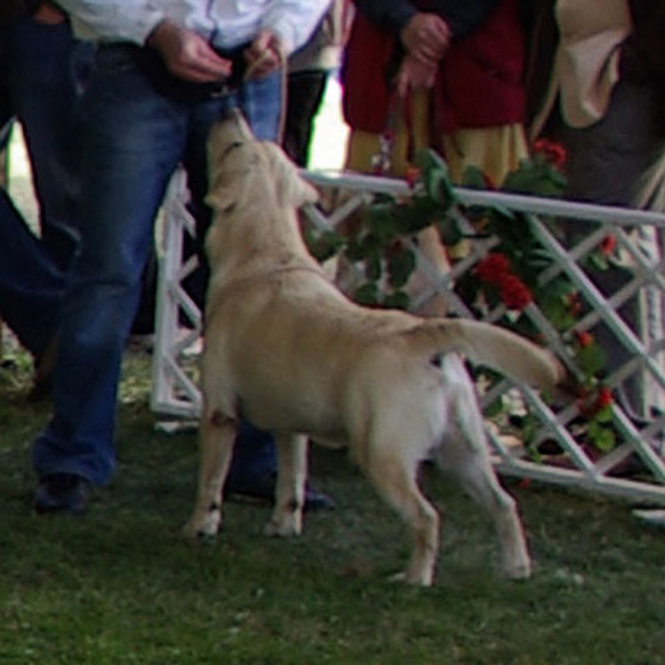 Hungarian Labrador Club Show 2008 - foto povečava