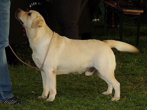 Hungarian Labrador Club Show 2008 - foto povečava