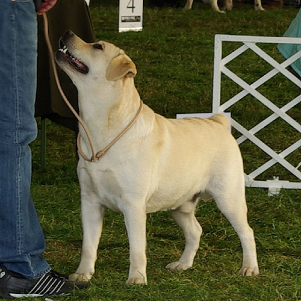 Hungarian Labrador Club Show 2008 - foto povečava