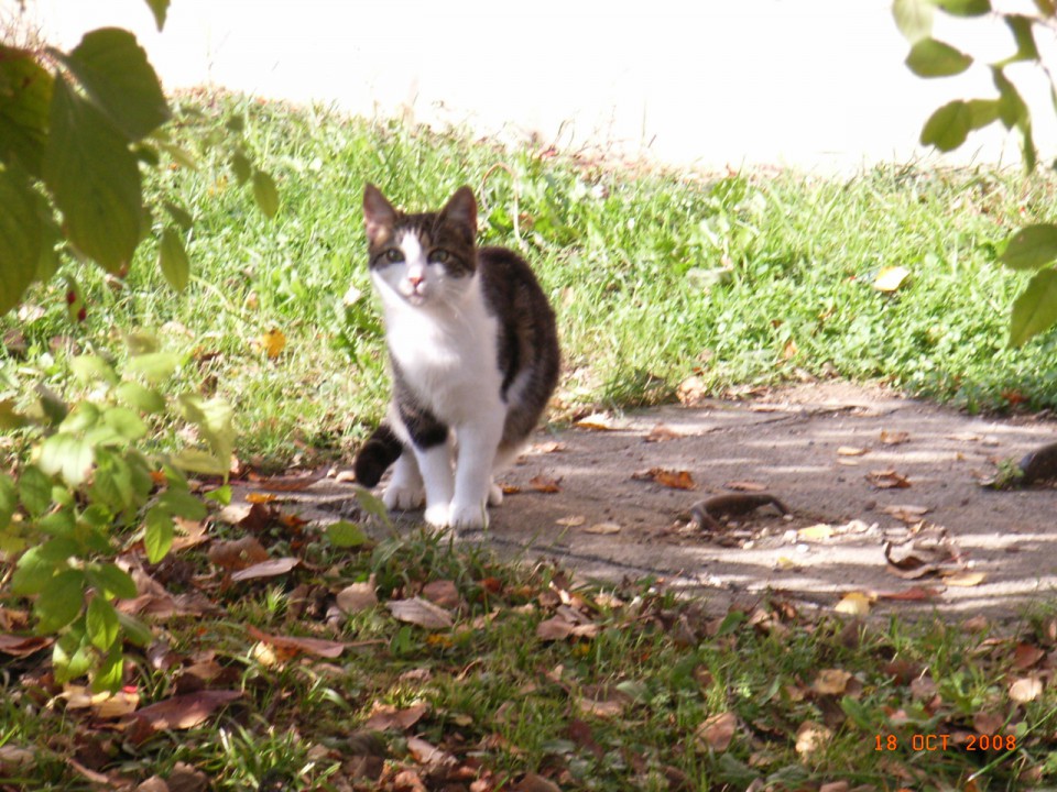 Pa še mene slikat.
18.10.2008