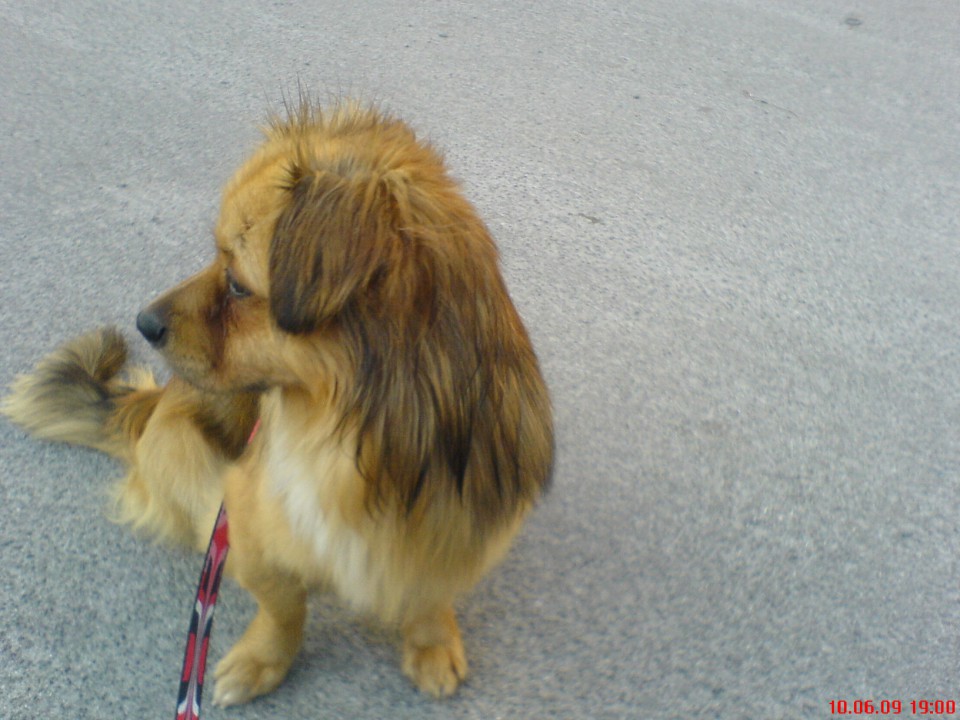 Roni (Hugo) pomurje - foto povečava
