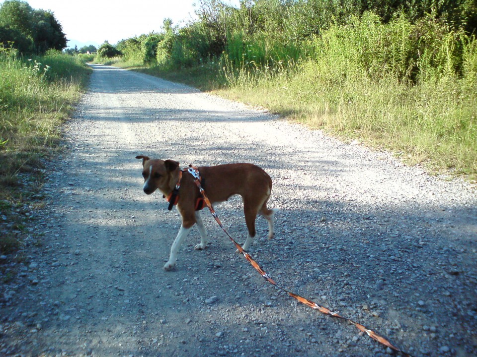 Kali (Lola) pomurje - foto povečava