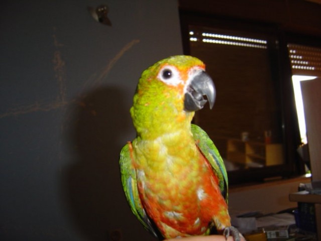 Papagajčki - foto