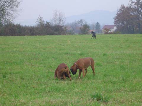 Zajcja dobrava29.11 - foto povečava