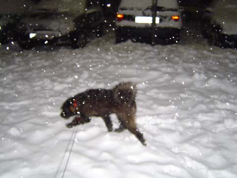 Benov prvi sneg - foto povečava