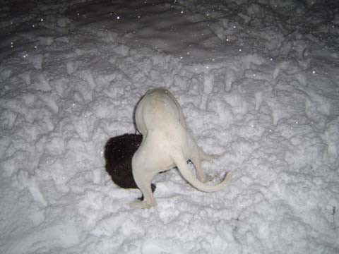 Benov prvi sneg - foto