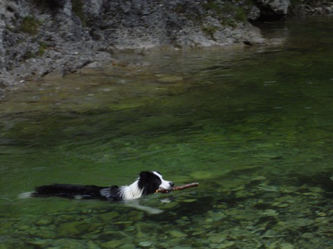 Veni ni najdla največje palice