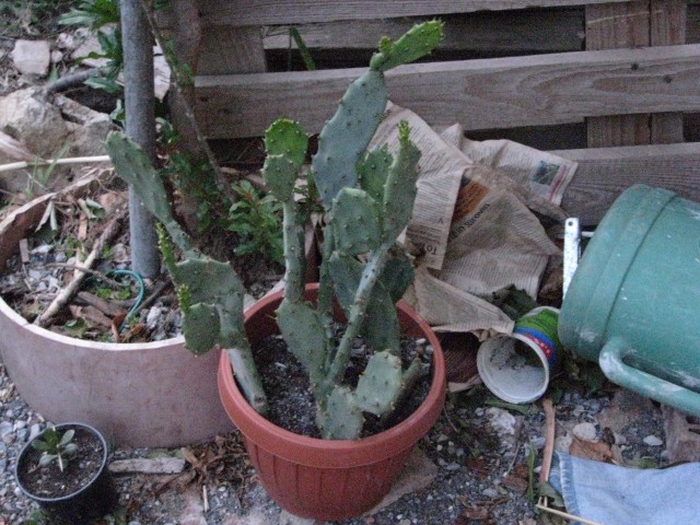 Kaktusi - foto