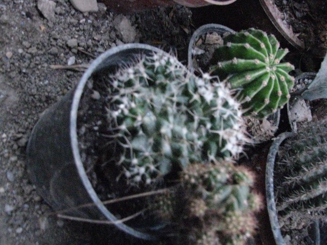 Kaktusi - foto