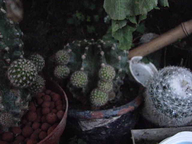 Kaktusi - foto povečava