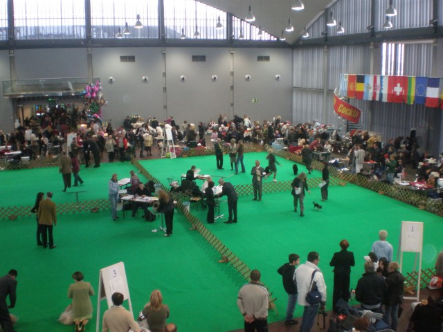 CACIB LJUBLJANA 2009 BEST PUPPY VERY PROMISIN - foto