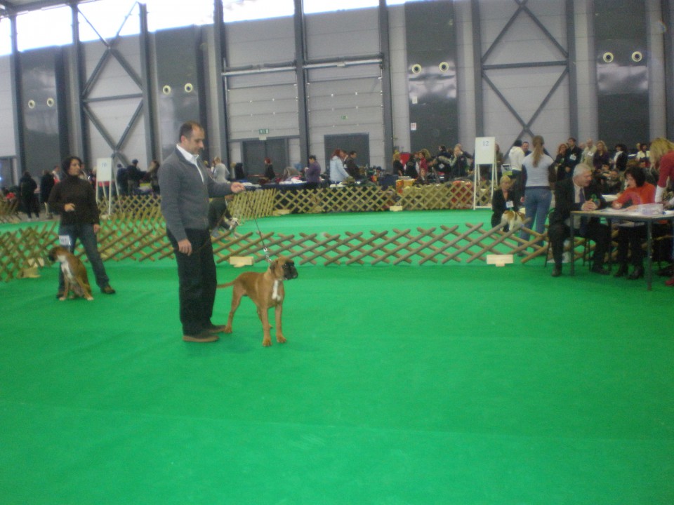 CACIB LJUBLJANA 2009 BEST PUPPY VERY PROMISIN - foto povečava