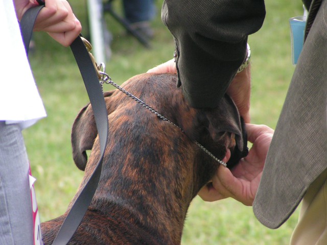 CAC TRBOVLJE 2009 -EXC V2 - foto