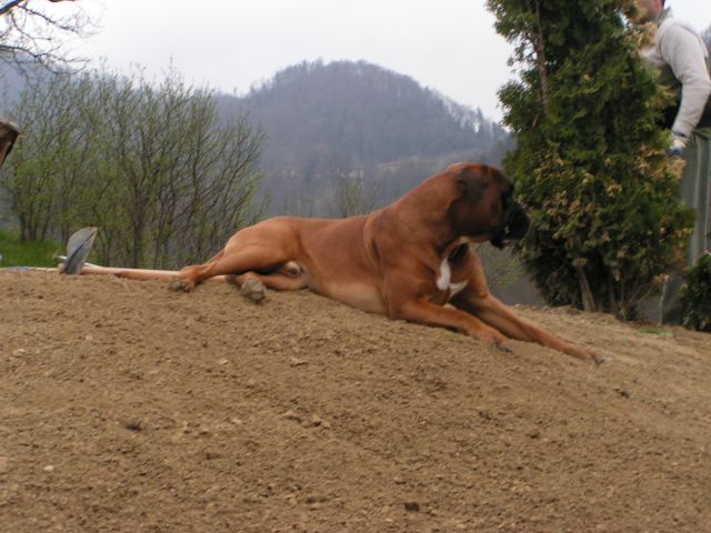 Obiski na naši travi - foto