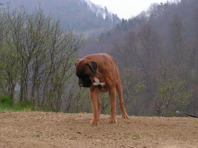 Obiski na naši travi - foto