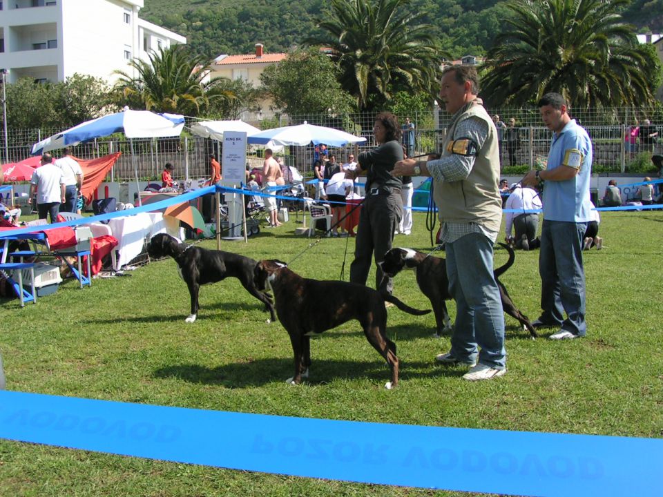 CAC PETROVAC V1 EXCELLENT ŠAMPION ČRNE GORE