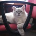 POZER