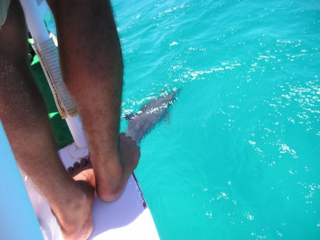 Dolphi pa ene tace neznam cije