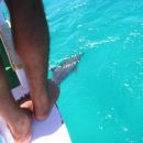 dolphi pa ene tace neznam cije
