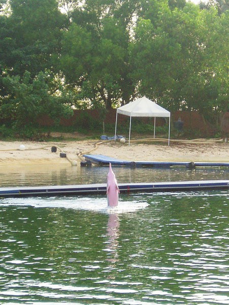 Ampak mala laguna na otoku, kjer prirejajo predstave z delfini, je najbrž čista ...
