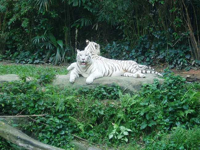 Tile beli tigri so še posebej redki. Menda jih uspešno plodijo v ujetništvu. 