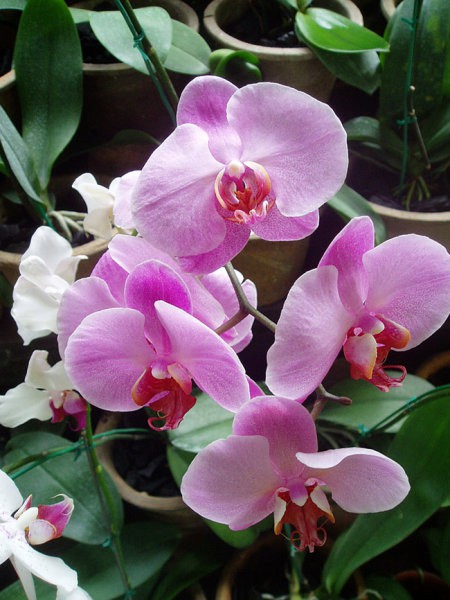 Primerek iz sosednje rastave orhidej. Še vedno v parku poleg centra mesta