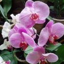 Primerek iz sosednje rastave orhidej. Še vedno v parku poleg centra mesta
