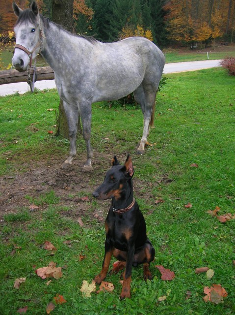 Čiki - foto