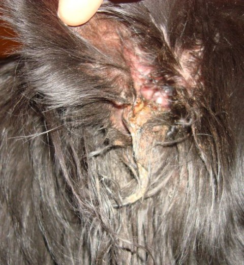 Minimija je pes ugriznil v uho (polno krast ima tudi po glavi). Stvar je očistil veterinar