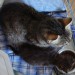 Maca z enim mladickom (bilo jih je 4 - 3 zdravi so izginili v enem dnevu, bolan/s prehlaje
