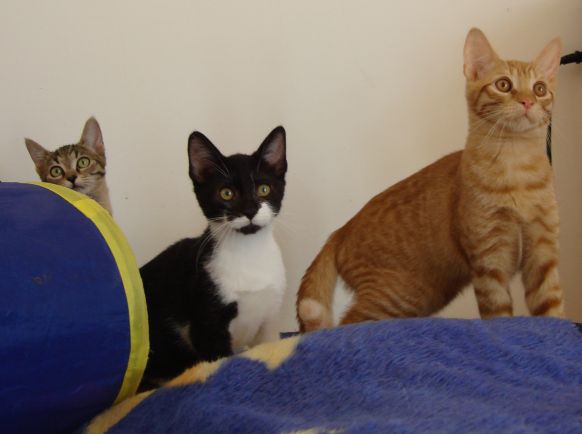 Prerijske mačke (Kali, Mars in Sumo)